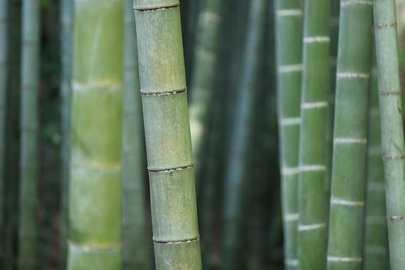 Pro e contro dei pavimenti in bamboo